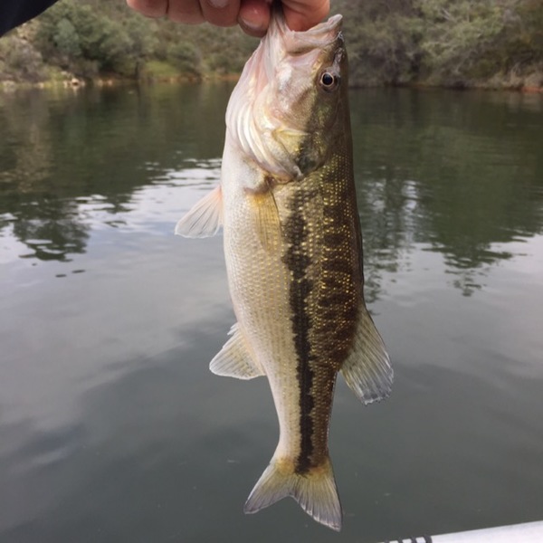 A photo of flandfish's catch