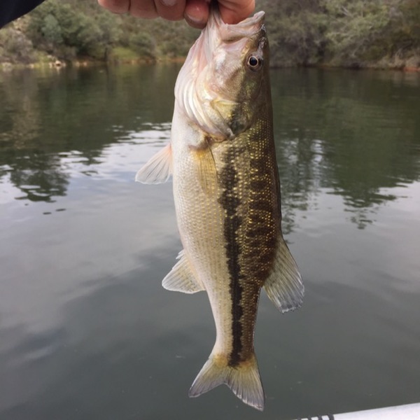 don pedro reservoir bass fishing, great catching big bass