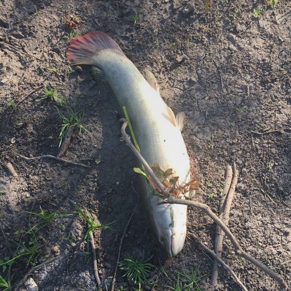 A photo of Aaqil200's catch