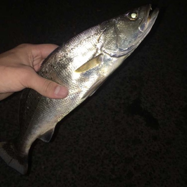 A photo of Bassaholic504's catch