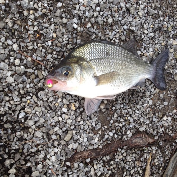 A photo of JustOutHavingFun's catch