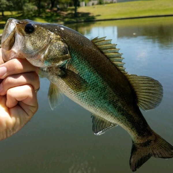A photo of jtray41's catch