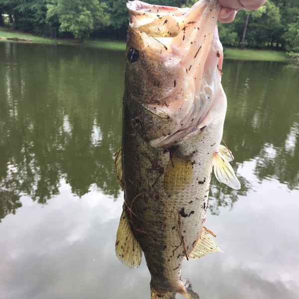 A photo of jefsmith's catch