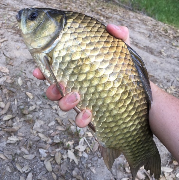 A photo of ShannonBailey21's catch