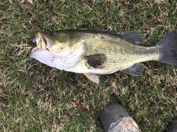 A photo of jakecomer's catch