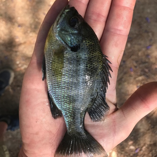 A photo of Alberto Davalos's catch