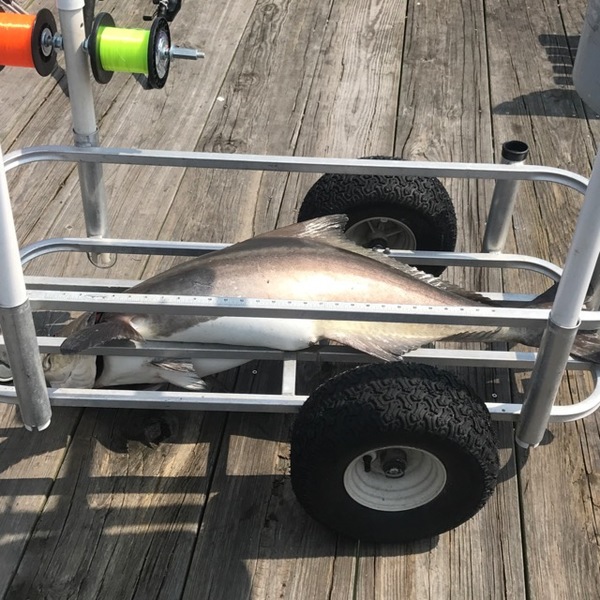 A photo of tacticoolmike69's catch