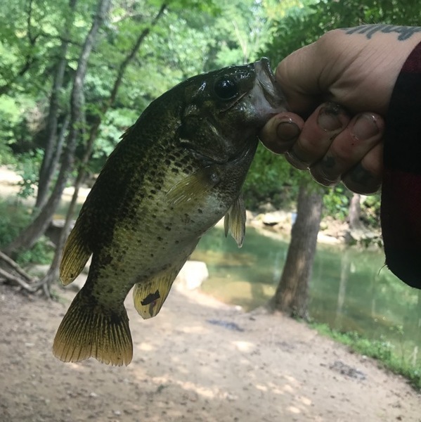 Caught a Rock Bass on Kokosing River