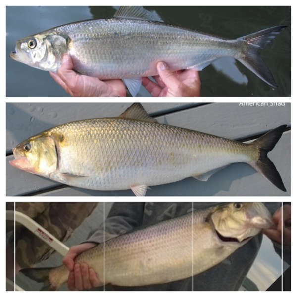 Gizzard Shad - Fish Hudson Valley