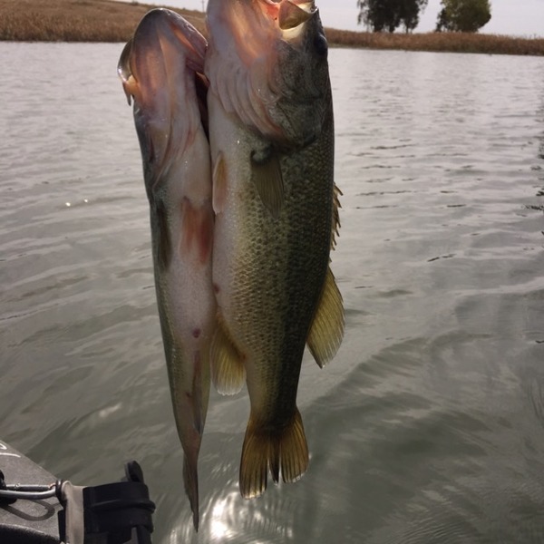 Woodward Park Fishing Map Woodward Reservoir Ca Fishing Reports, Map & Hot Spots