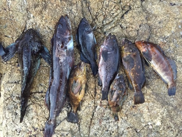 Santa Cruz Fish Report - Santa Cruz, CA