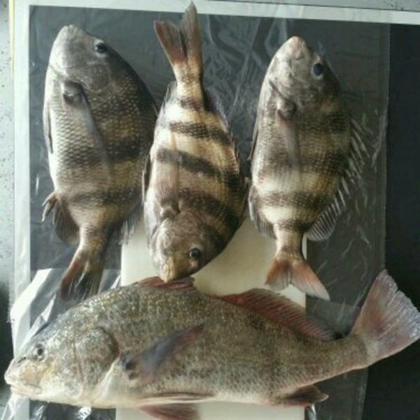 Fishing Corpus Christi Parks - Jetties / Packery Channel Boat Ramp /  Packery Channel Park 