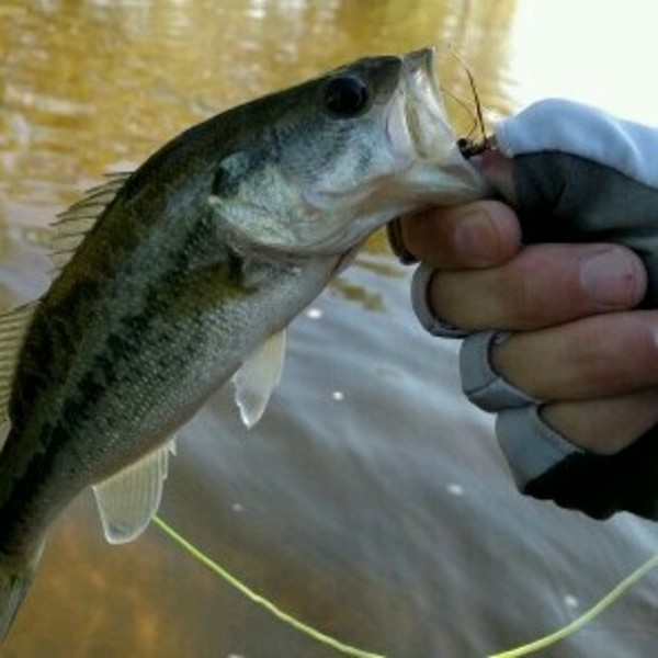 Texas Flyfishing - San Gabriel River