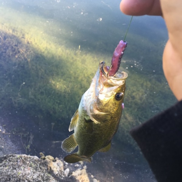 ᐅ Biscayne Canal fishing reports🎣• Golden Glades, FL (United States)  fishing