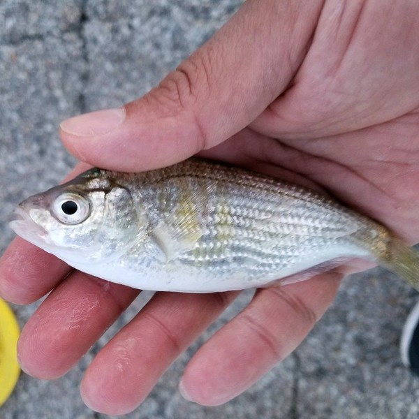 Santa Cruz Fish Report - Santa Cruz - Pier fishing an excellent