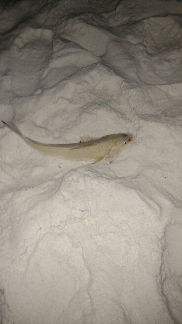 A photo of Marcus Todd's catch