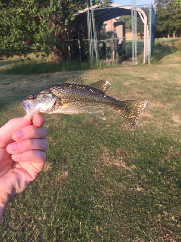 A photo of Ty Greenlee's catch