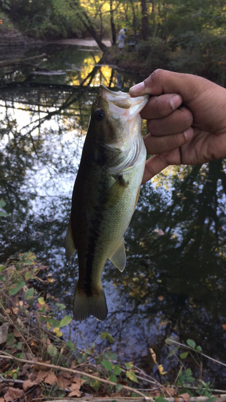 A photo of Chefd93 .'s catch