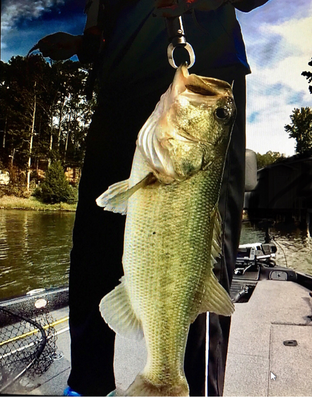 A photo of Rob P's catch