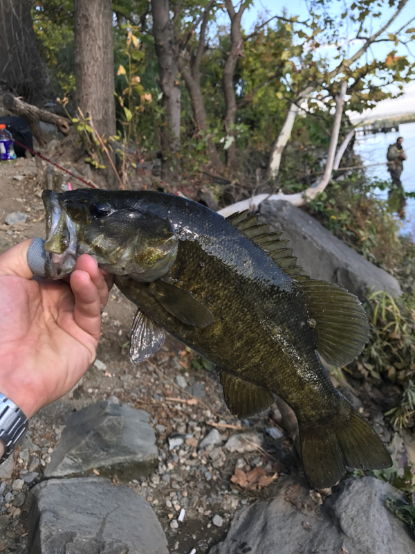 A photo of Jon DiMuzio 's catch
