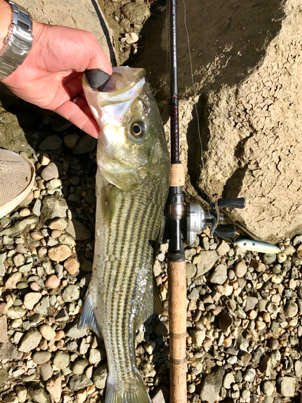 A photo of Jon DiMuzio 's catch