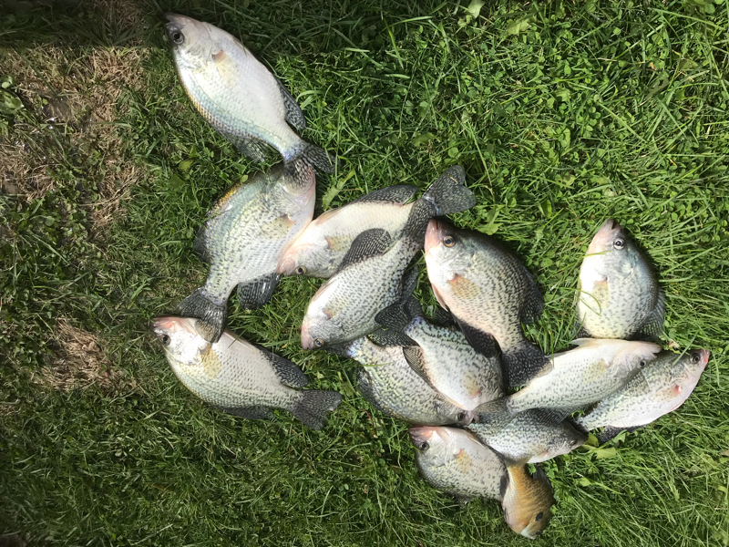 A photo of Joseph  Litchfield 's catch