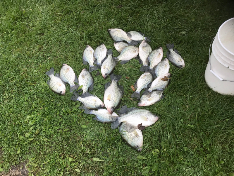 A photo of Joseph  Litchfield 's catch