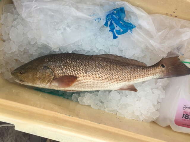 A photo of Stephen  Graffam 's catch