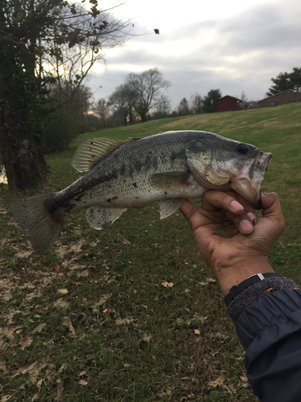 A photo of Chefd93 .'s catch