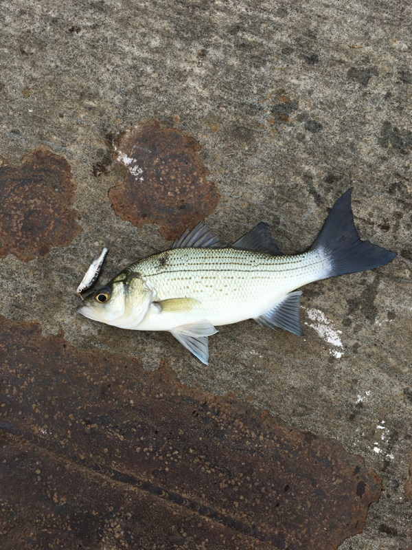 A photo of Jacorey Smith's catch