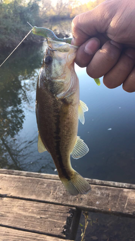 A photo of Chefd93 .'s catch