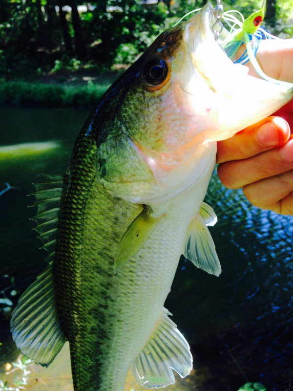 A photo of Kaleb Summers's catch