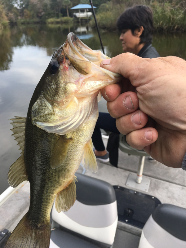 A photo of Johnny Chauffe's catch