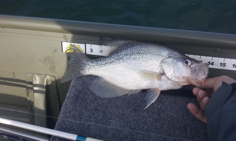 A photo of F FC's catch