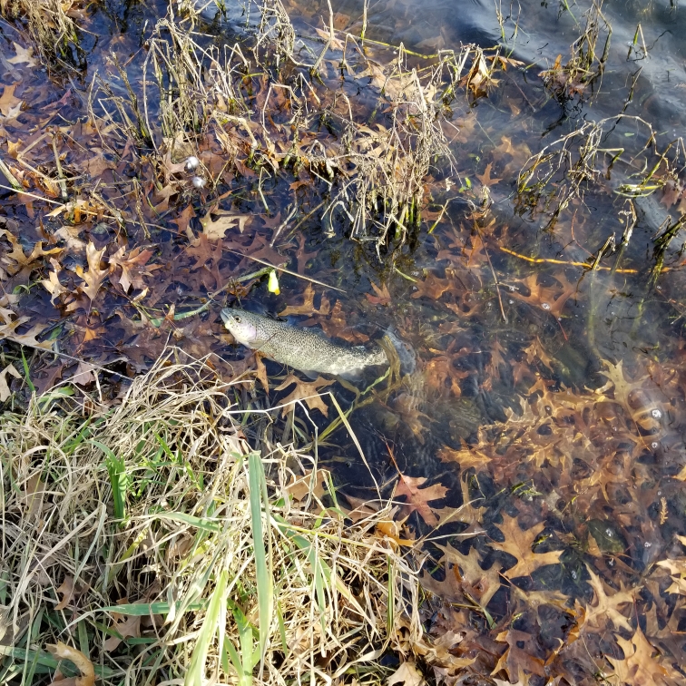 A photo of Toni Almada's catch