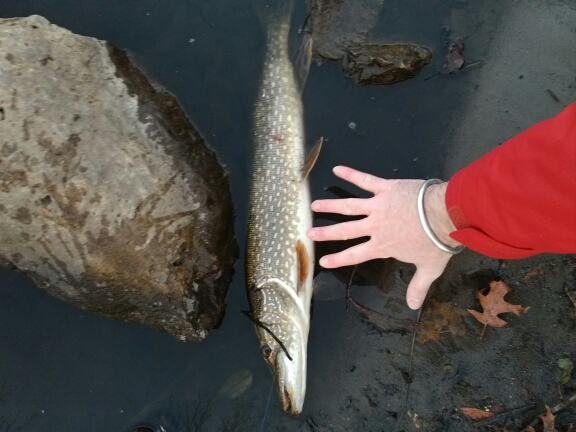 A photo of Fish IT's catch