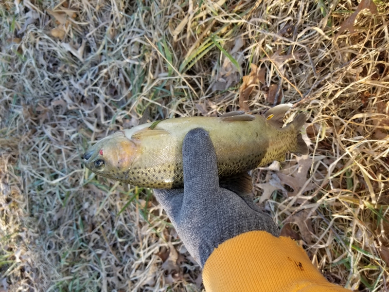 A photo of Toni Almada's catch