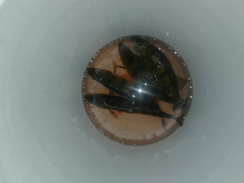 A photo of David  Swenson 's catch