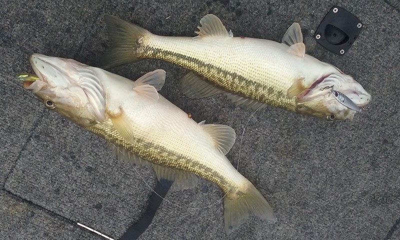 A photo of F FC's catch