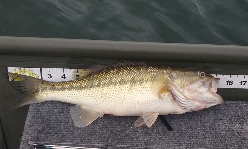 A photo of F FC's catch