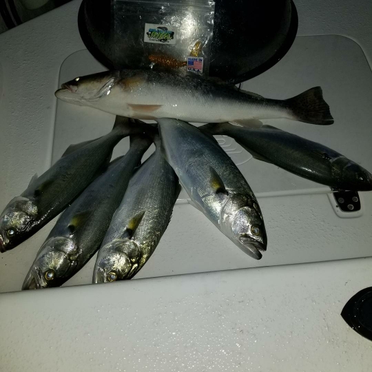 A photo of Darren Fulcher's catch