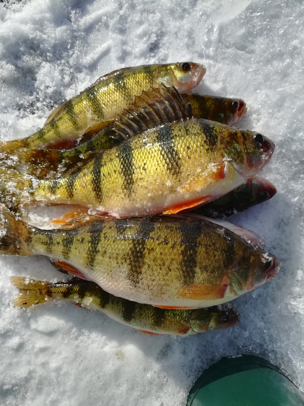 A photo of Lucky Yang's catch