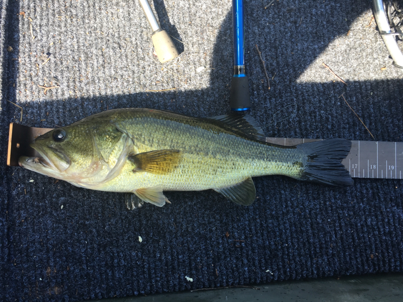A photo of Justin  Morris 's catch