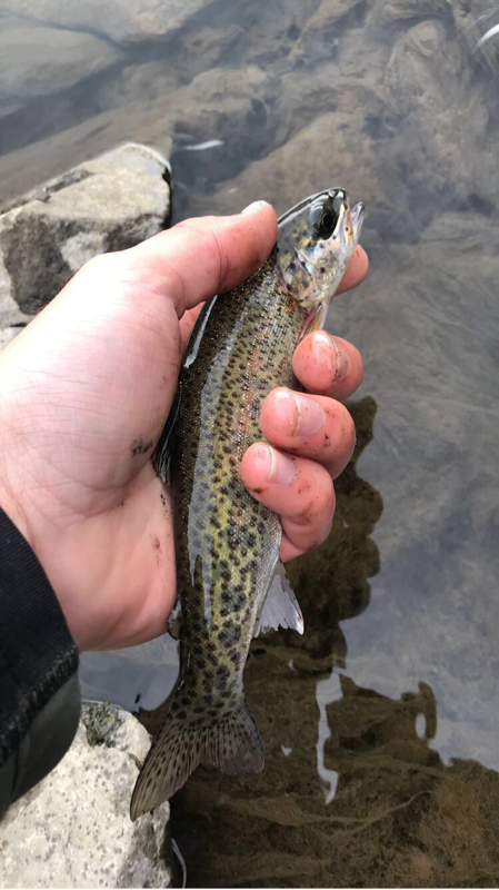A photo of Nick Carnahan's catch