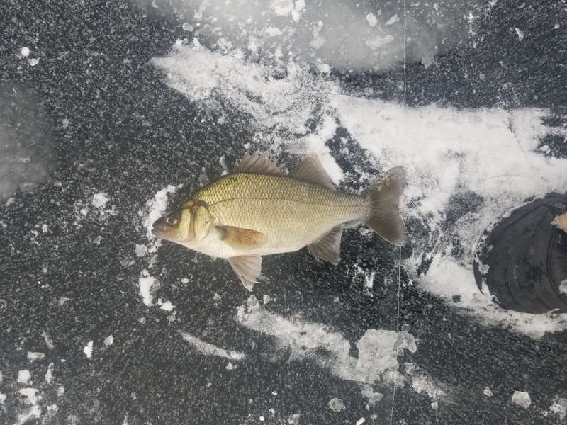 A photo of Scott Roy's catch