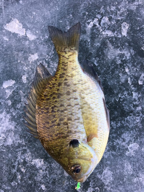 A photo of Daryl  Lohmeyer 's catch