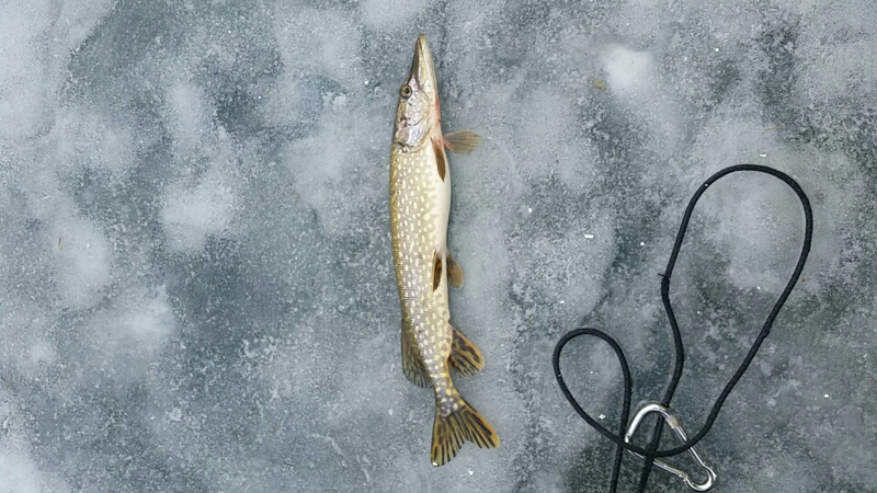 A photo of Norm Swift's catch