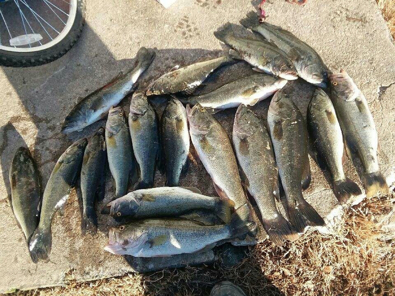 A photo of Joseph j's catch