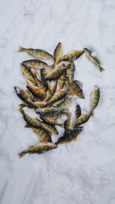 A photo of don howell's catch