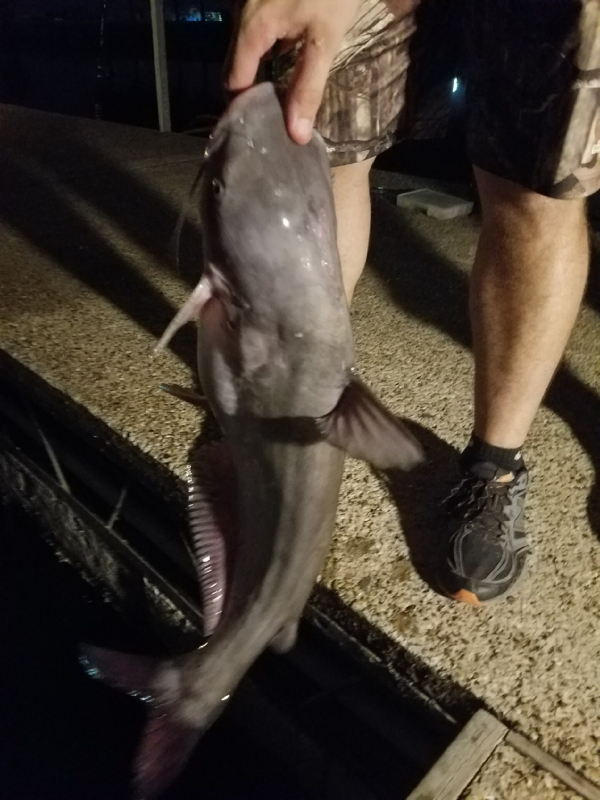 A photo of Ron Wrigley 's catch
